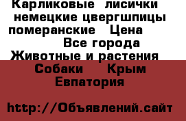 Карликовые “лисички“  немецкие цвергшпицы/померанские › Цена ­ 35 000 - Все города Животные и растения » Собаки   . Крым,Евпатория